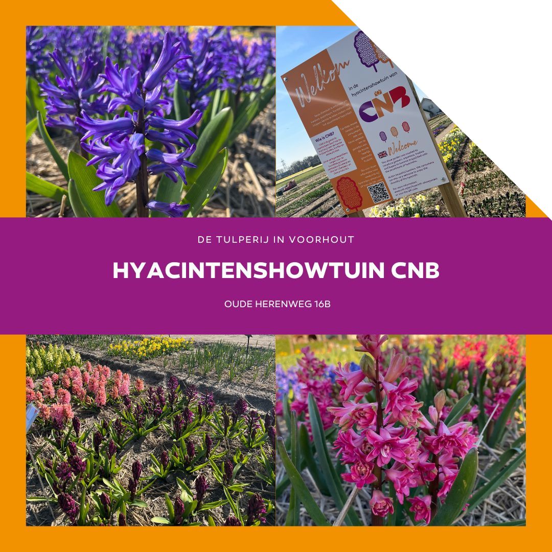 cnb-nl-bloei-op-de-cnb-hyacintenshowtuin